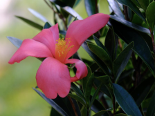 天河体育中心花市将迎“华南国家植物园名贵花卉展”