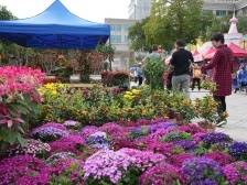 图集｜逛花市啦！早点来把心仪的花捧回家