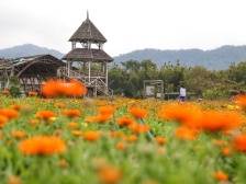 乡村振兴示范带，如何带飞中山“百千万”？｜深读两会