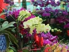 年花哪里买？东莞最值得“花”钱的种植基地全找到了