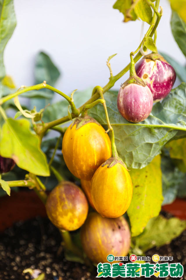 橙黄色的花皮茄子，因色彩、果型独特，吸引了大批市民围观拍照。