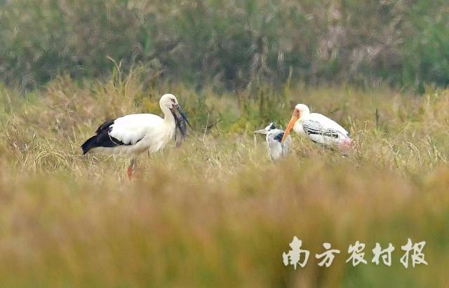 彩鹳和东方白鹳 刘小鹰 摄 彩鹳和东方白鹳 刘小鹰 摄