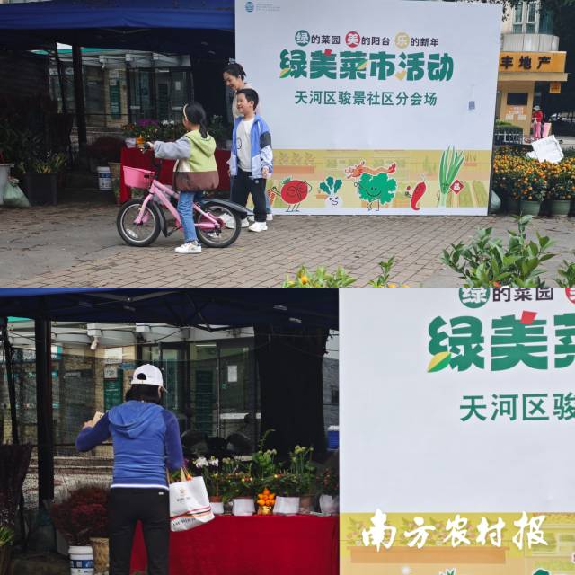 采购汕尾甘薯,看这一篇就够啦!丨汕尾人必转短视频④