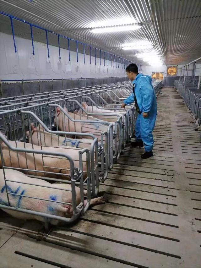 标准化养殖车间