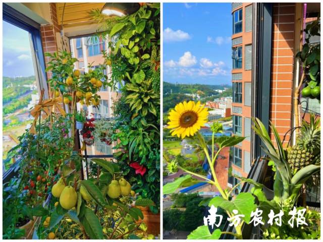 Echo家的绿美阳台，一年四季，瓜果不断。