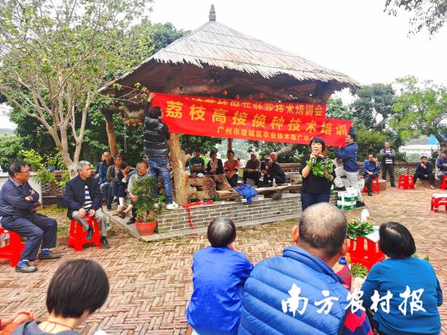 廖美敬针对仙进奉荔枝枝头花芽、叶芽萌发情况进行讲解