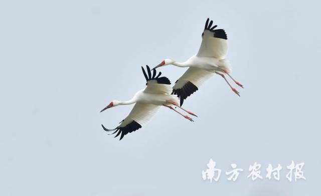白鹤一家三口 刘小鹰 摄 白鹤一家三口 刘小鹰 摄