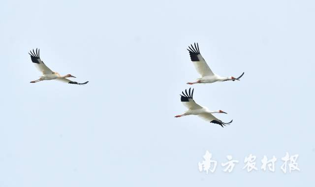 白鹤一家三口 刘小鹰 摄 白鹤一家三口 刘小鹰 摄