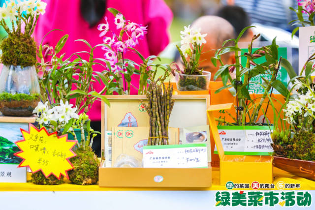 好看好吃的石斛，因营养价值高而吸引了大家的目光。