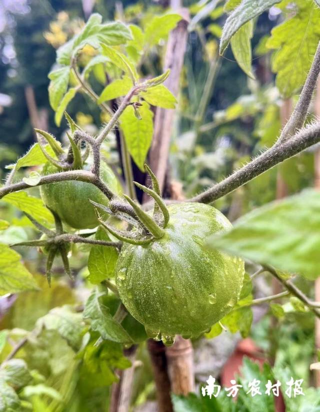 林女士提供的自家阳台种植的番茄照片