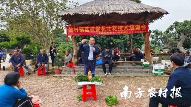 区农业技术推广中心专家讲解荔枝农药规范使用要求