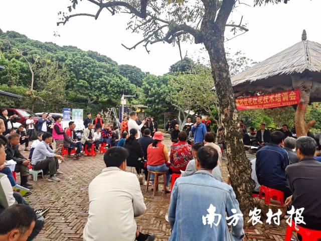 李建国向荔农分析目前荔枝生产情况 