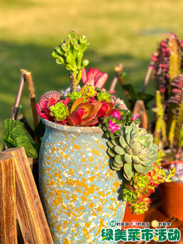 不止蔬菜，现场的花卉、多肉展示，同样受欢迎。