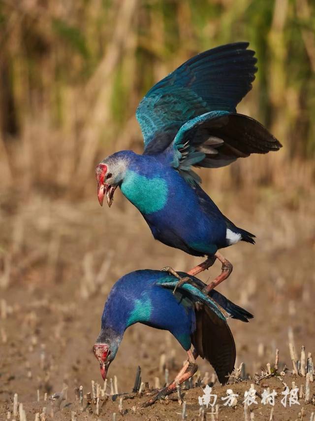 东山村湿地是国家二级保护野生动物紫水鸡的繁殖地 黄真 摄