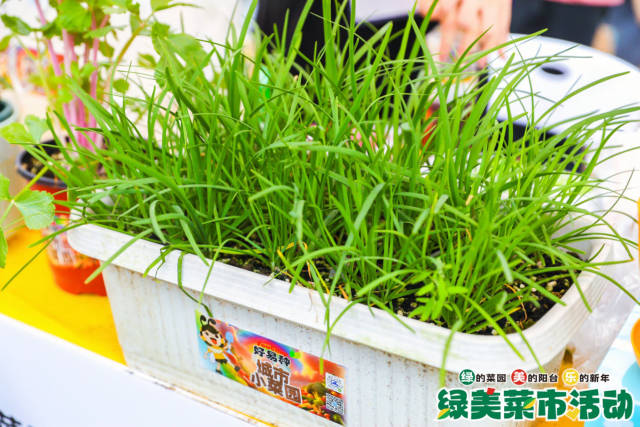 茂密的韭菜，因为种植方式粗放简易备受“懒人”种植者青睐，纷纷表示想要购买回家种植。