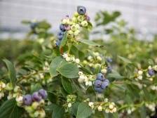 “绘蓝图 秀莓好”！肇庆德庆永丰镇举办蓝莓文化节