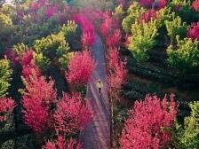 过年到云浮，看姹紫嫣红 | 让家乡出圈