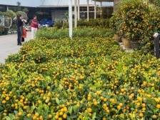 广州今年设744个废弃年花年桔临时收集点
