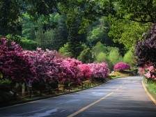 仙湖植物园、弘法寺春节期间实行网上预约入园