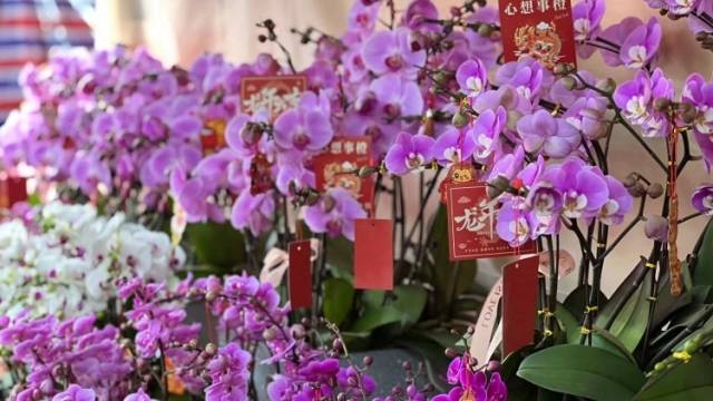 视频｜惠州会展中心迎春花市已开，满园春色等你来赏