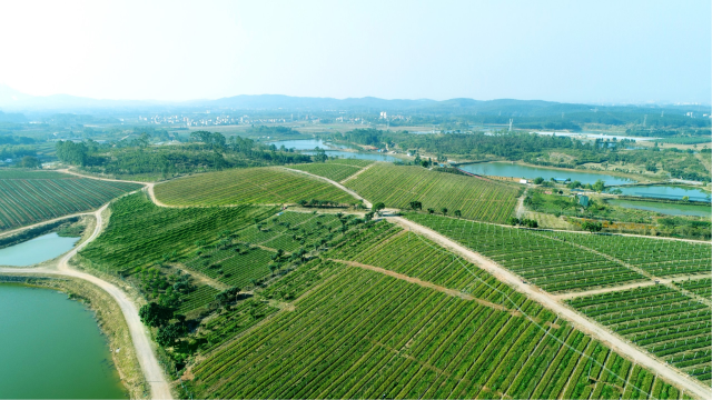 油茶跨县集群产业园核心区种植基地。古邑