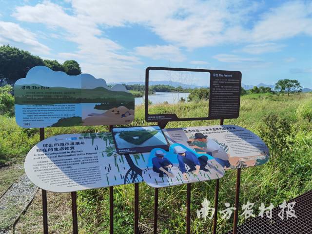 深圳福田红树林生态公园绿湾自然教育径 深圳福田红树林生态公园绿湾自然教育径