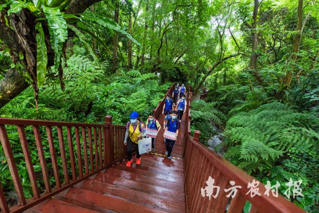 深圳市仙湖植物园蕨类教育径 深圳市仙湖植物园蕨类教育径