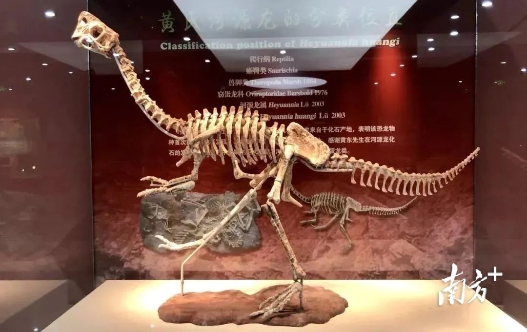 在河源出土的“黄氏河源龙”。 图片来源：中国古动物馆