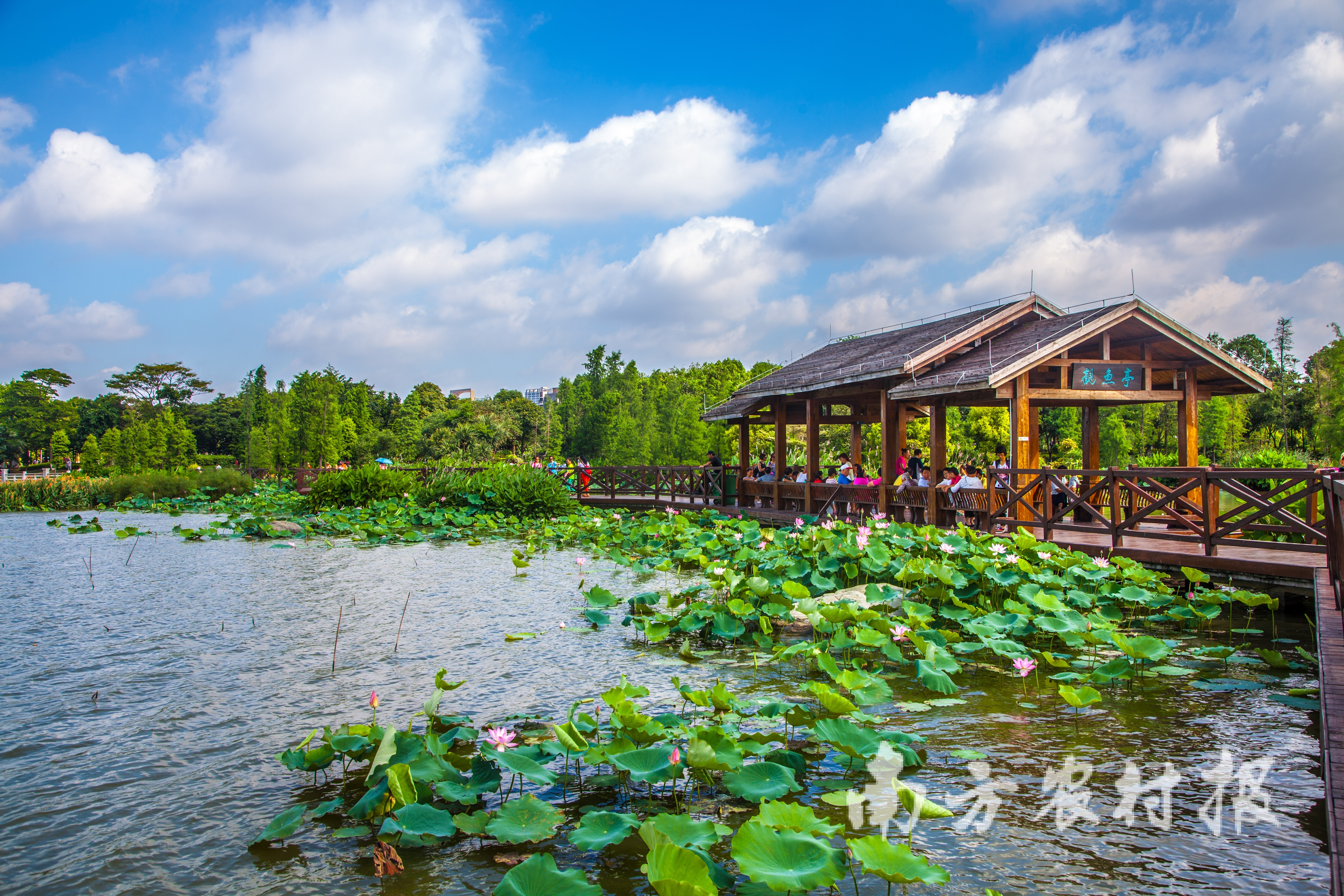 广州海珠国度湿地公园观鱼自然教育径