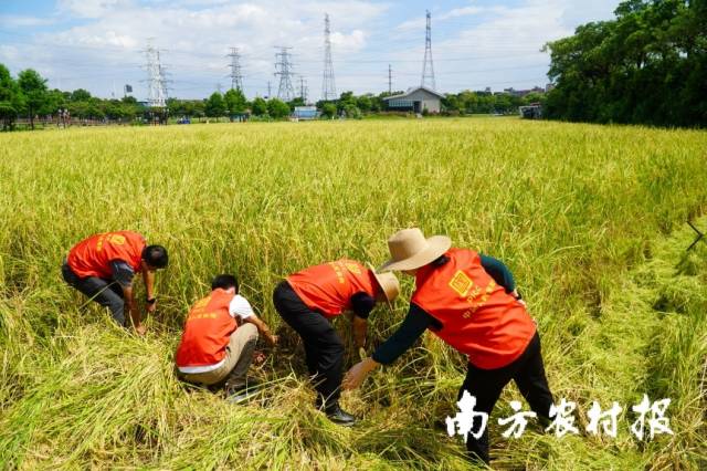 人保财险广东省分公司在台风来临前协助农户抢收水稻