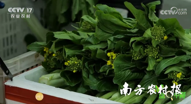 连州菜心亮相CCTV17农业农村频道。
