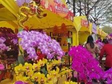 视频｜年味“拉满”！佛山文华花市等你来逛