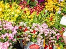 “龙”重登场，海珠区素社街2024年传统花市“年味”十足