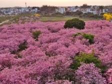 广州哪里买花赏花？来从化城郊街更有性价比