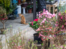 那些真正硬核的花街选手，心里只有老城区