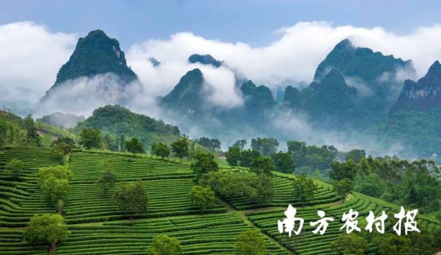 英德茶园美景 英德茶园美景