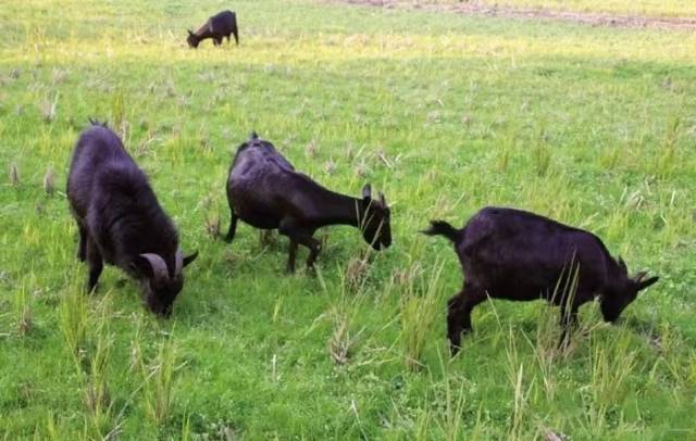 草场觅食的东山羊。