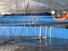 韶关始兴创新实施“大市场+小农户”产供销模式 带动3600多户农户实现增收