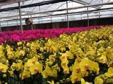 莞企年宵花“走红”年货市场｜东莞经济一线