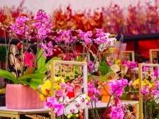 请到广东过大年｜非遗民俗全城大巡游！春节珠海全攻略来了