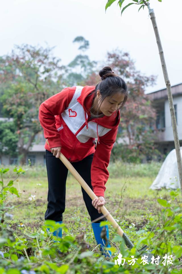 李晓晴在双羌村植树