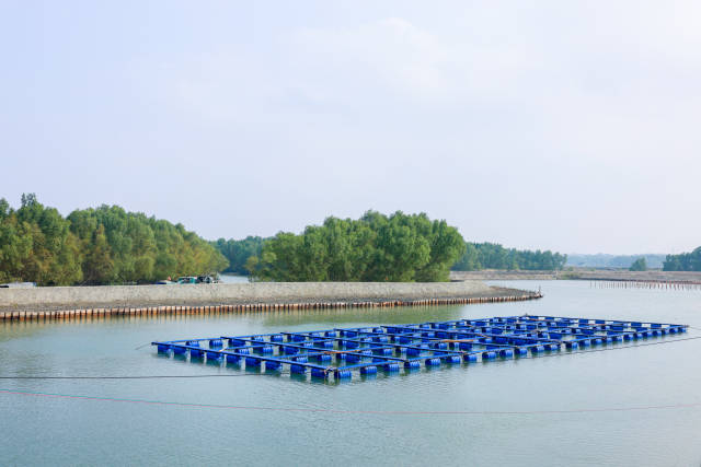  雷高镇大力推动红树林保护与水产养殖耦合发展