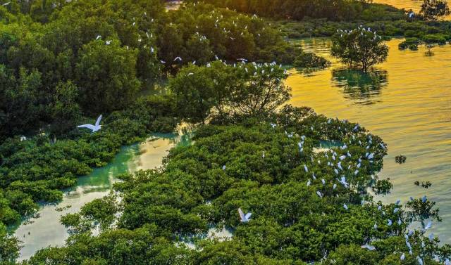 鹭鸟在红树林间穿梭，构成生态美景（何盈摄）