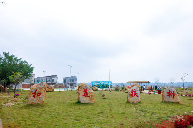 扶柳村渐渐再现“扶柳”之姿