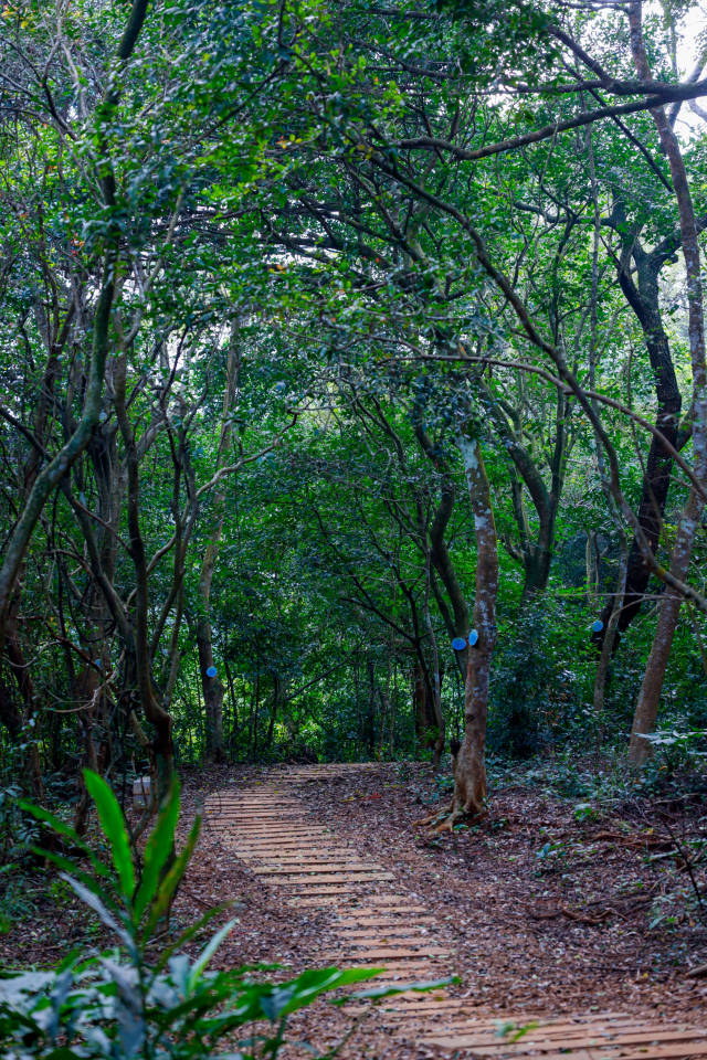 木棉森林公园是个“天然氧吧”