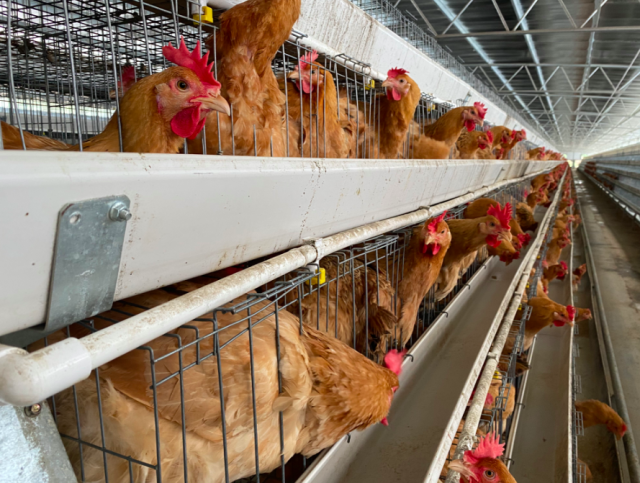 清远鸡养殖加工厂