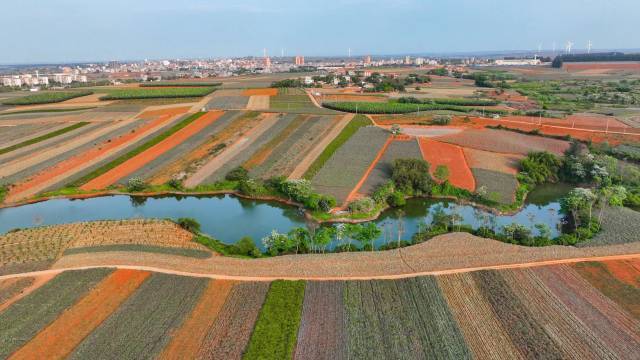 湛江市徐闻县是广东农产品“12221”市场体系建设的发源地。