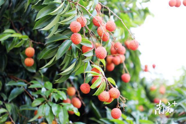 汕头市雷岭镇积极推动荔枝“12221”市场体系建设工作；2023年6月，“雷岭荔枝”也入选全国名特优新农产品。