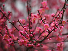 过年赏花踏青好去处，韶关这些花正绽放｜请到广东过大年