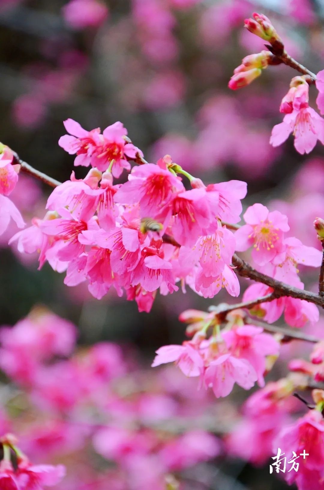 新春佳节来花城赏花 